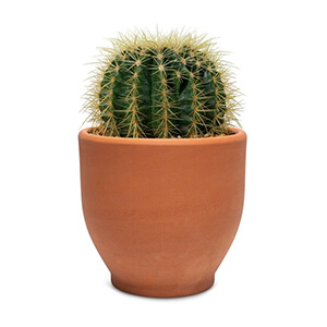Cactus - Succulents