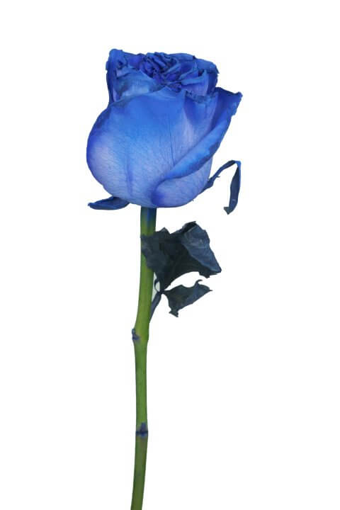 Τριαντάφυλλο σε Μπλε χρώμα