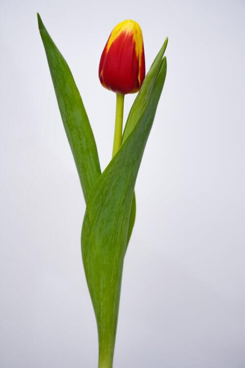 Bicolor Tulip (Orange-Yellow)