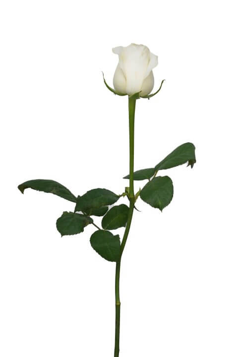 Τριαντάφυλλο Λευκό