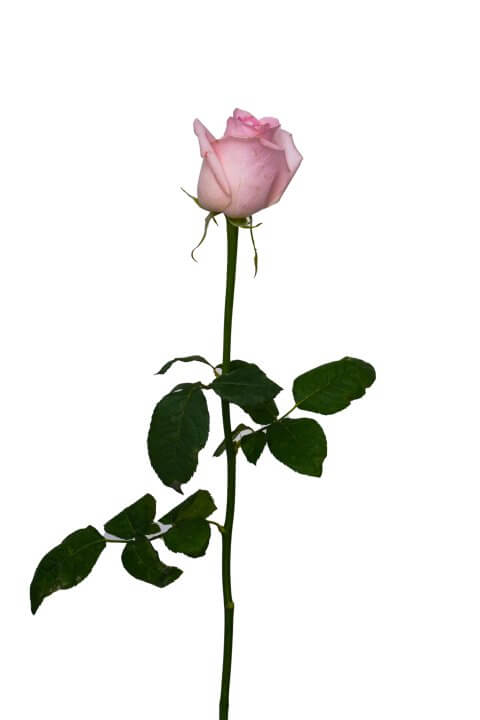 Τριαντάφυλλο Ροζ Απαλό