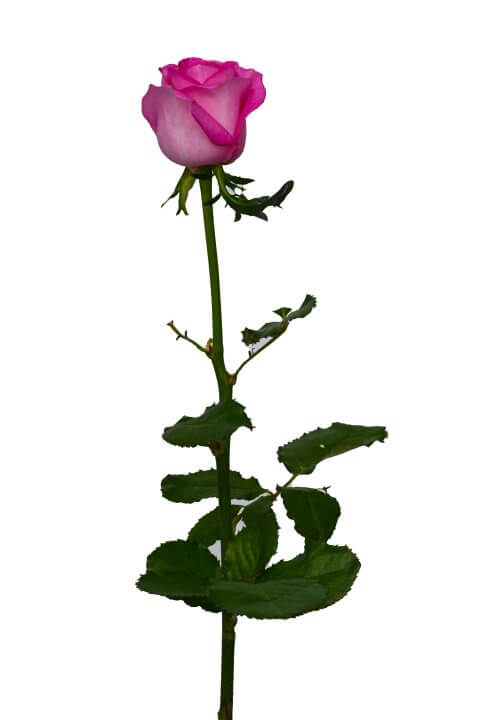 Τριαντάφυλλο Ροζ Έντονο